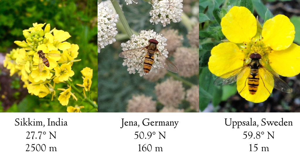 IncredibleMarmaladeFly