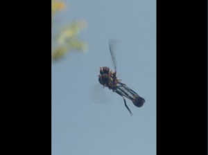 img_20150713_094138_vert