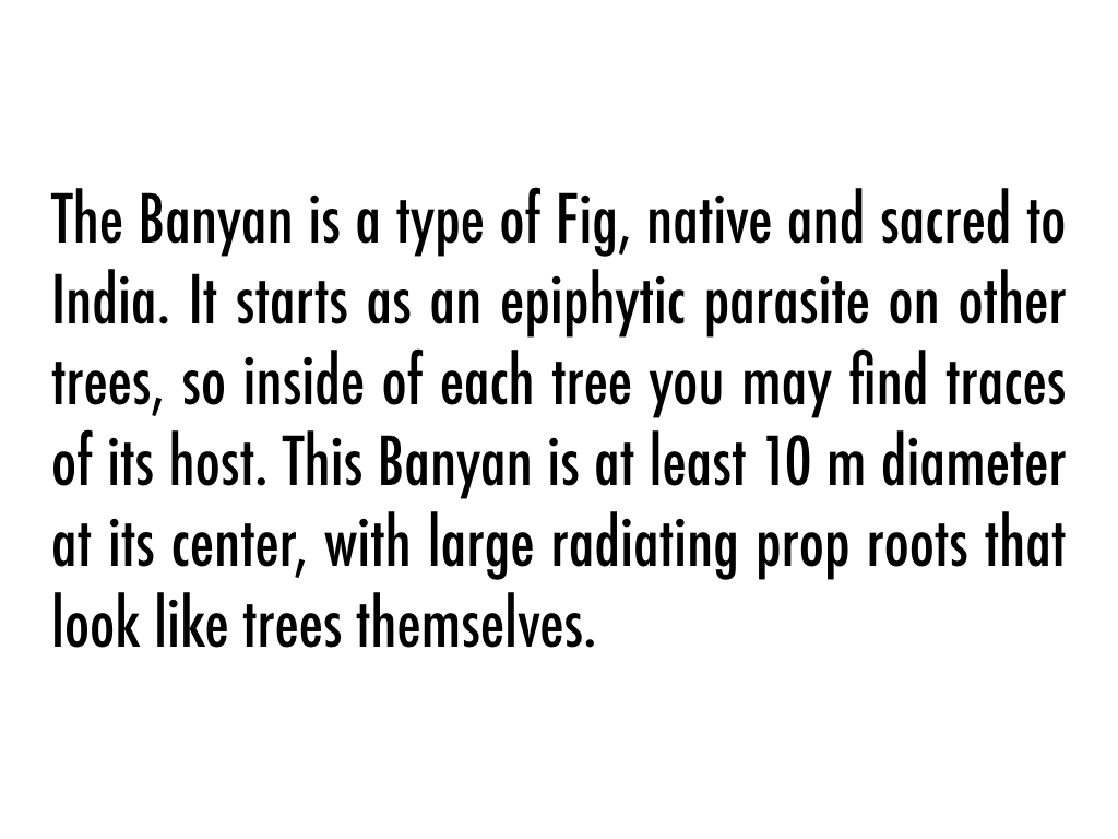 Banyan_Photo_Story.002