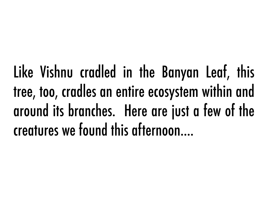 Banyan_Photo_Story.003