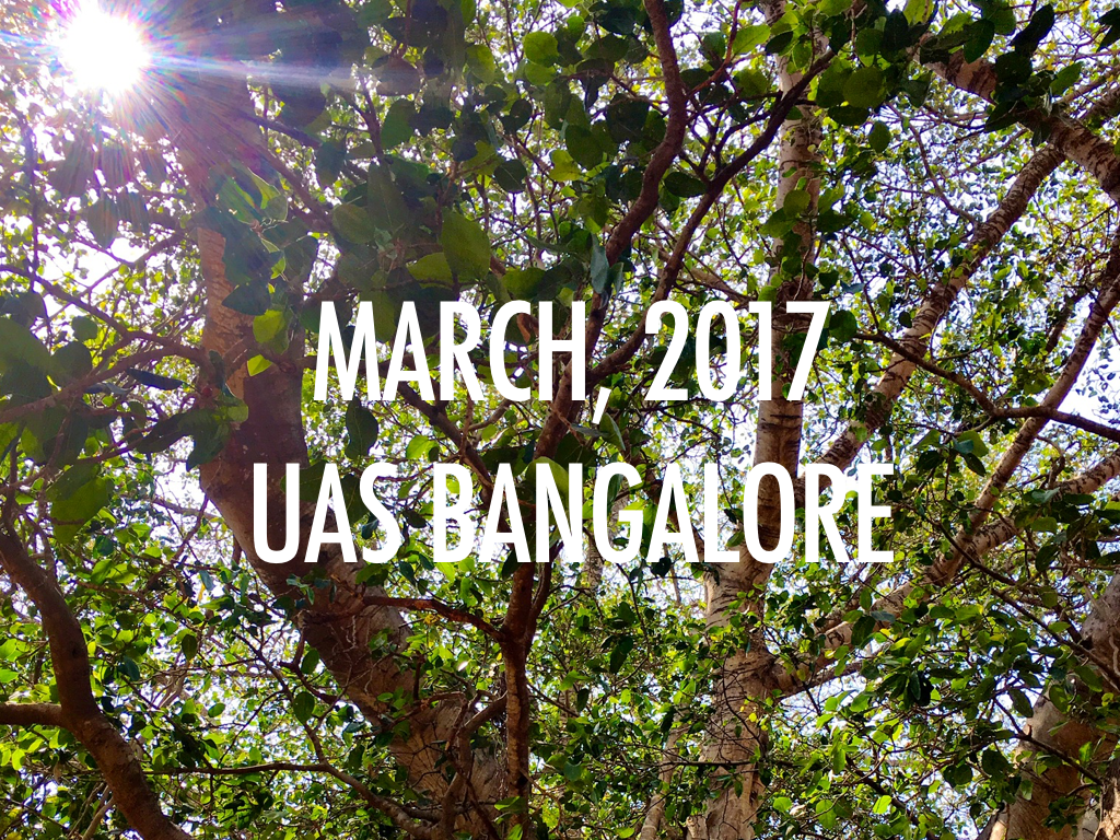 Banyan_Photo_Story.010