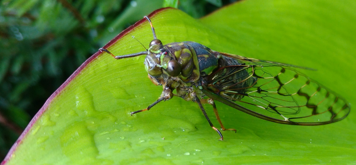 cicada1