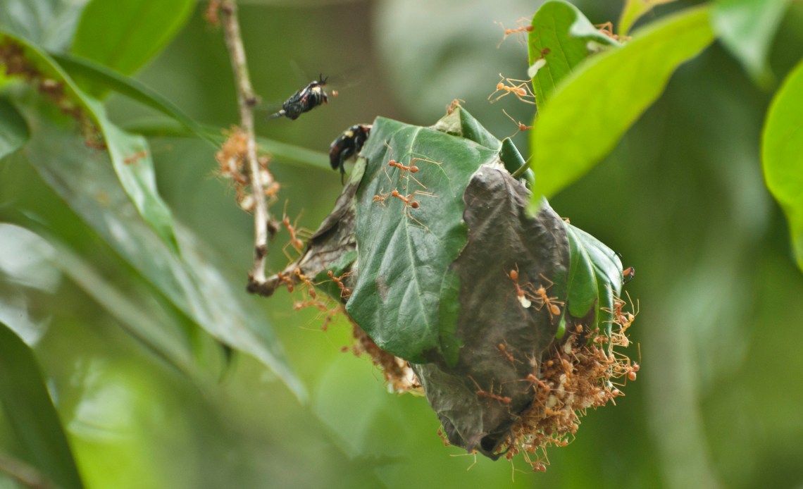 Weaver ants and beetle 2.JPG