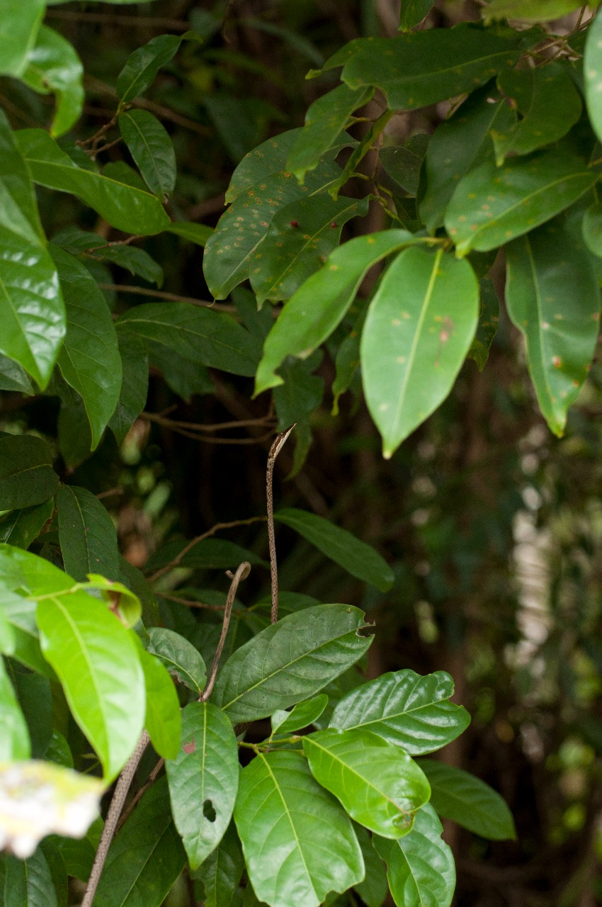 Brown vine snake mimicking branch movement