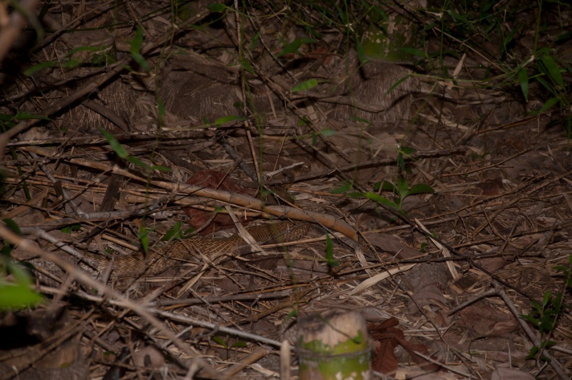 Cobra moving through bamboo bushes