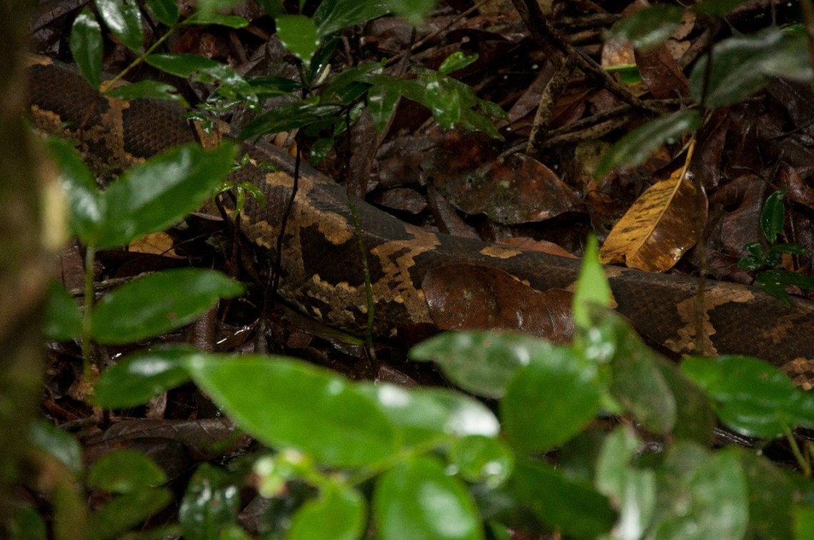 Indian rock python moving slowly on dry leaf