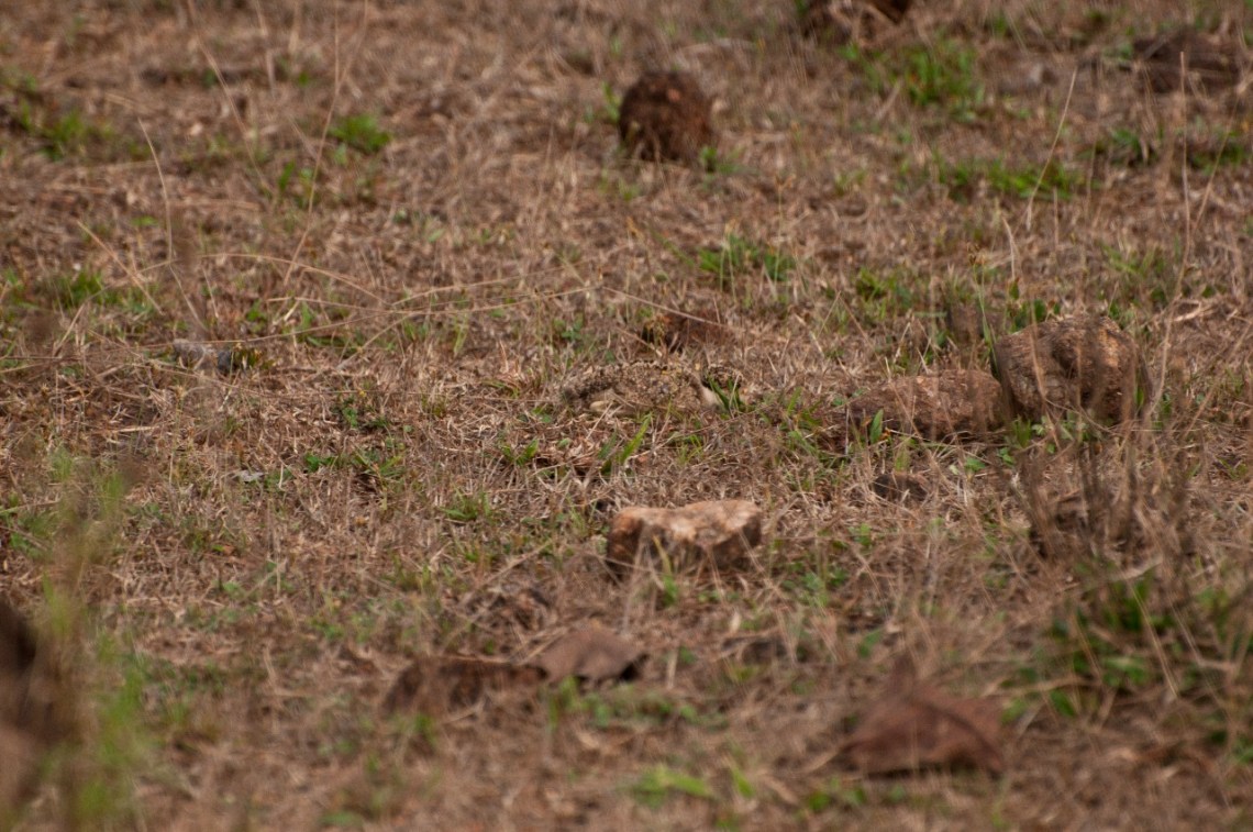 Lapwing chick hiding from me