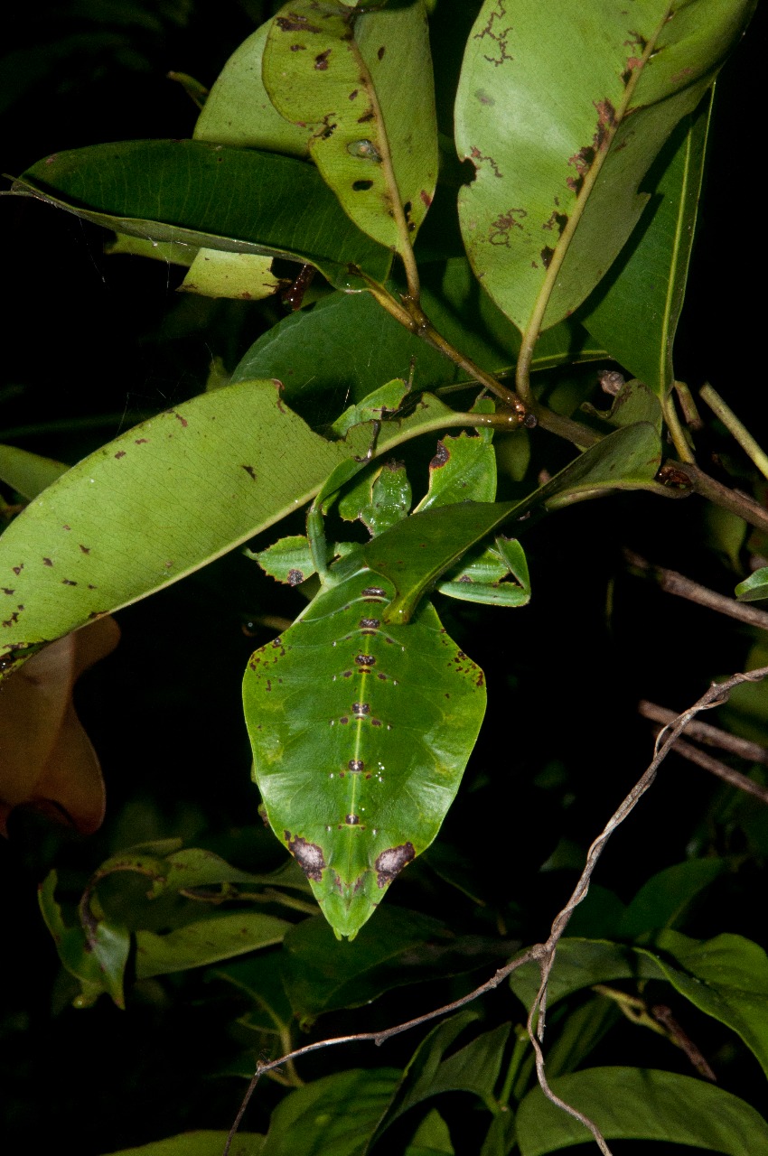 Leaf insect at its best
