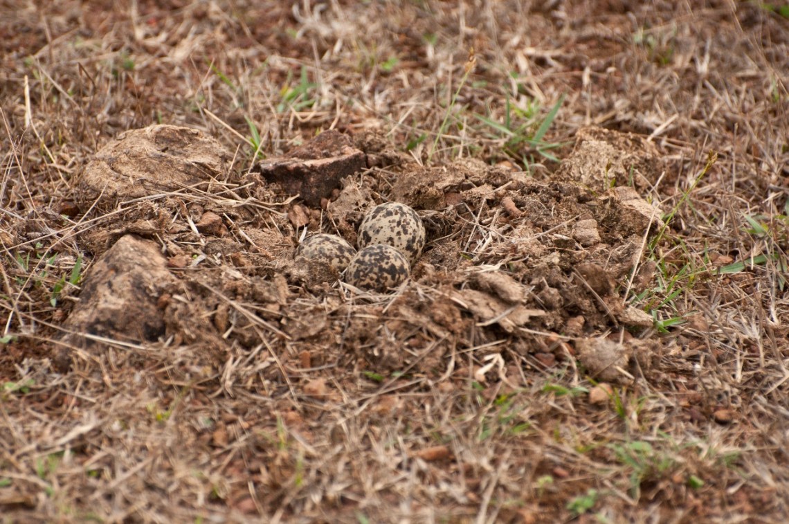 Yellow-wattled lapwing eggs camouflaged with color spots similar to the nest