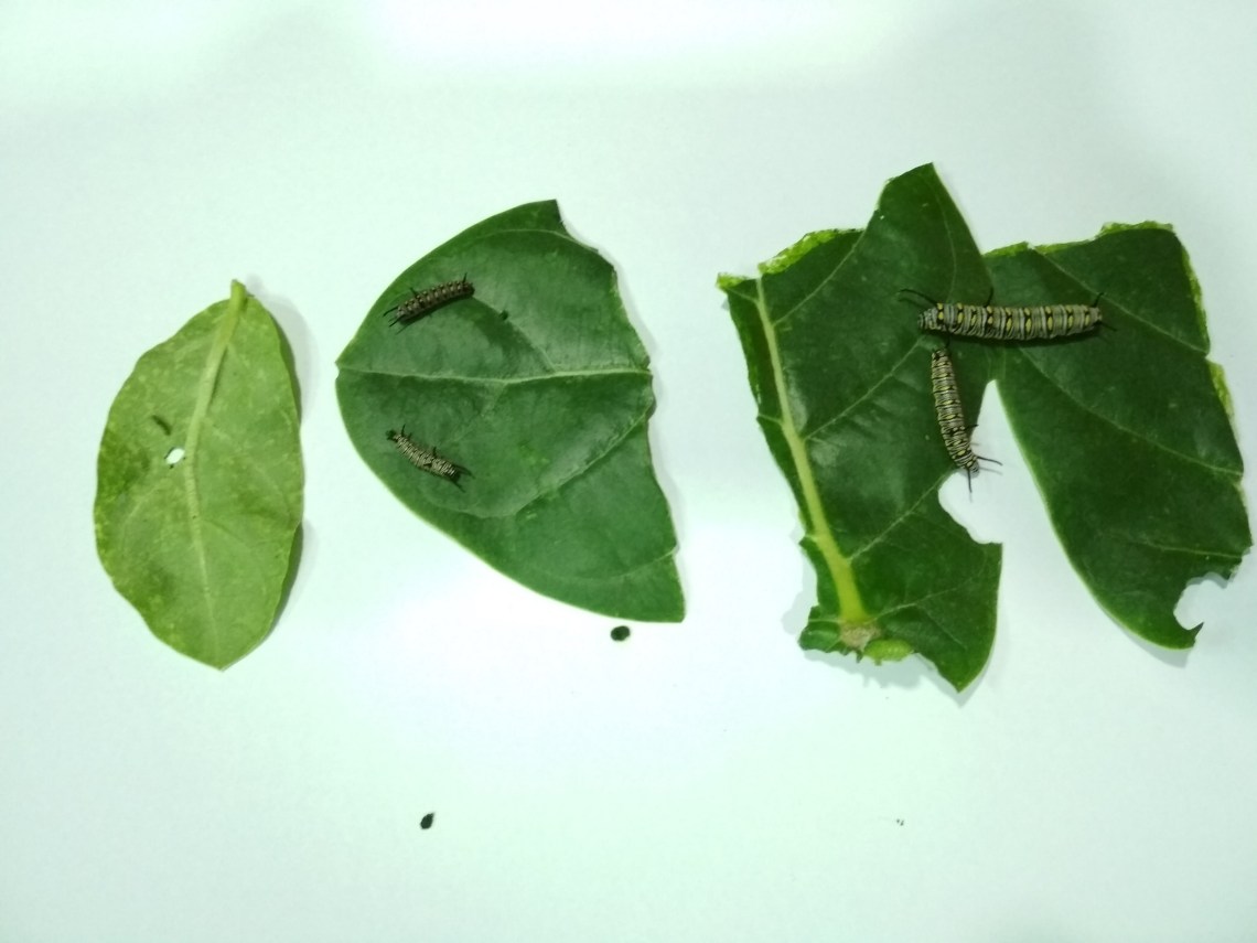 stage 1 to 5 of caterpillars