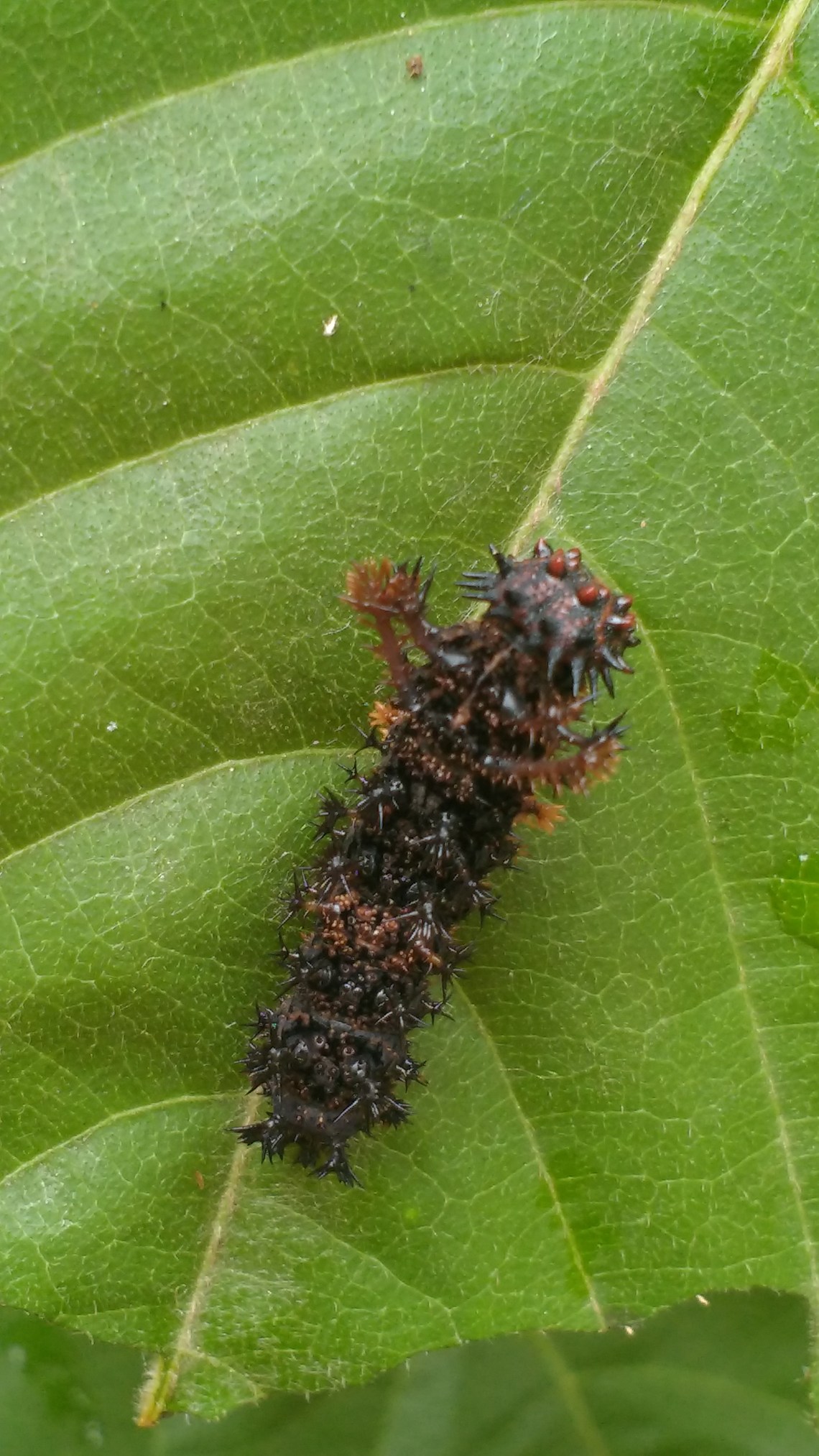 IMG_20160624_170807795