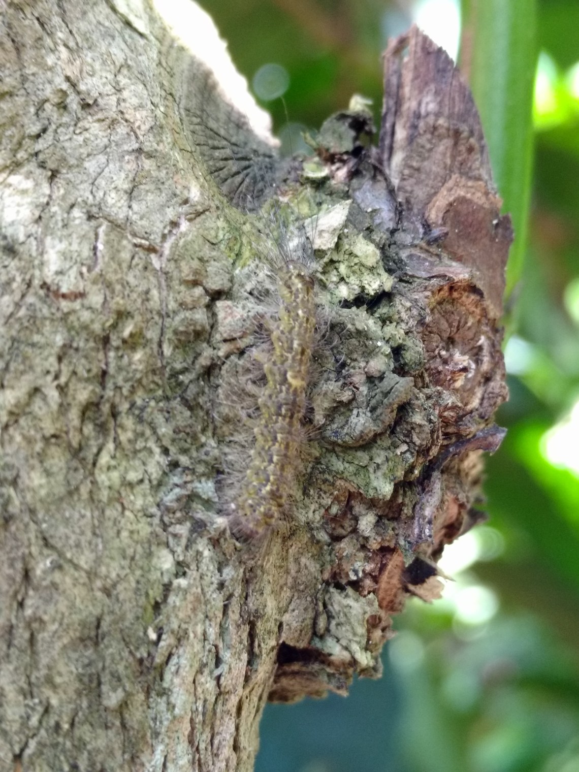 IMG_20161117_110542521