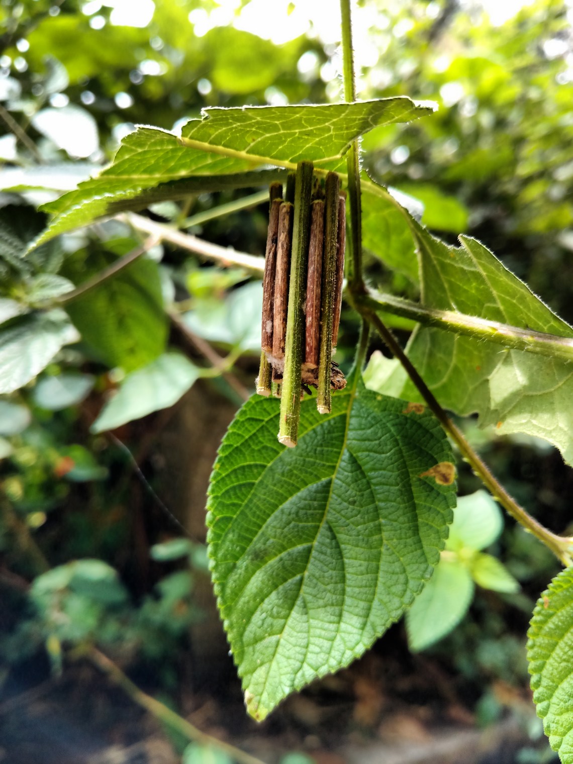 IMG_20161130_125514476