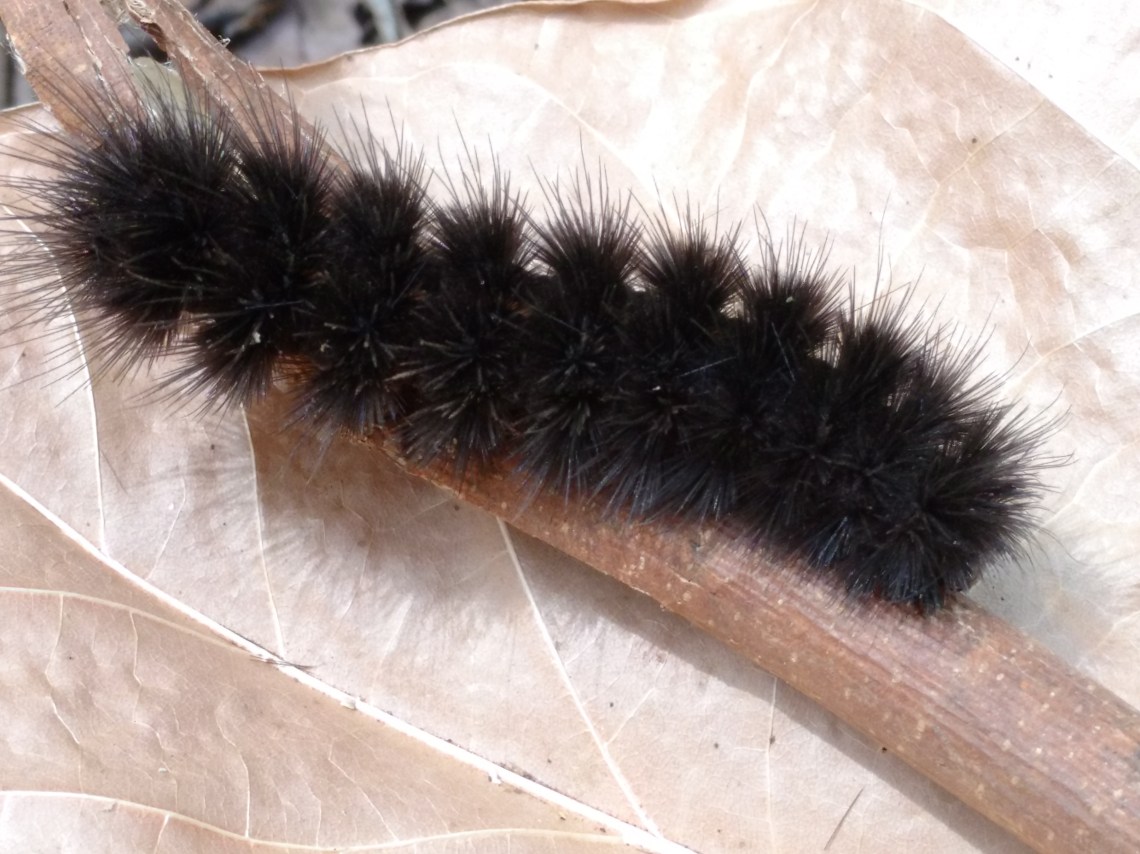 IMG_20161201_122138194