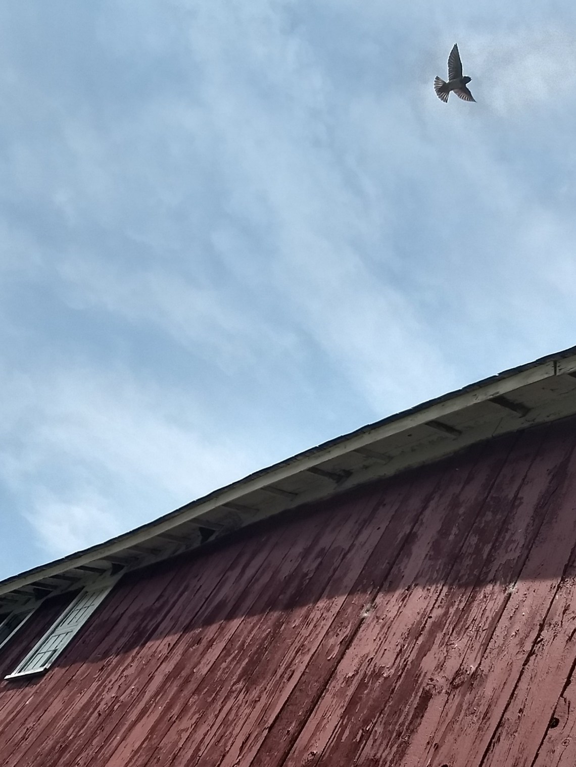 barn swallow.jpg