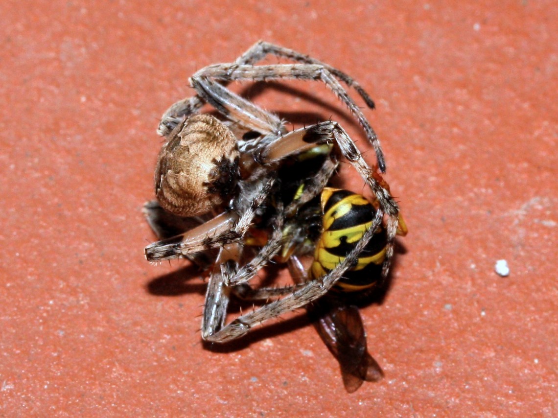 Wasp_vs_Spider_Fight_(2786000021)