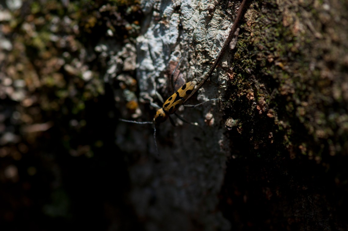 Longhorn beetle searching for cracks on cut wood for egg laying