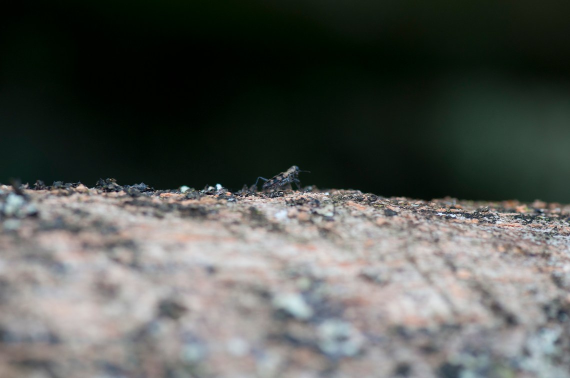 This beetle gathered in great numbers_ males defending small territory for mating
