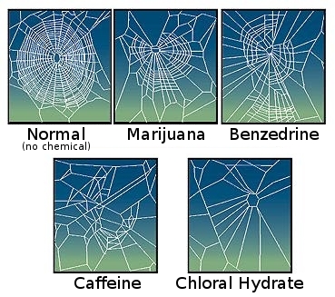 CaffeinatedSpider