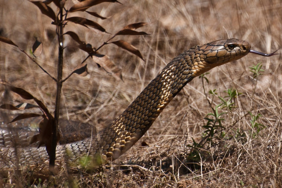 King Cobra flicking tongue to trace odor