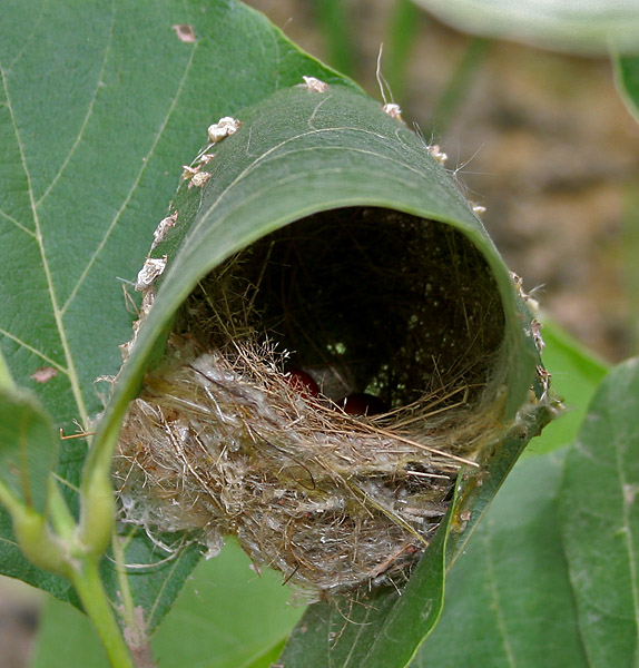 Common_Tailorbird_(Orthotomus_sutorius)_Nest_in_Hyderabad,_AP_W_IMG_7248
