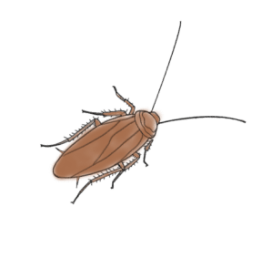cockroach1