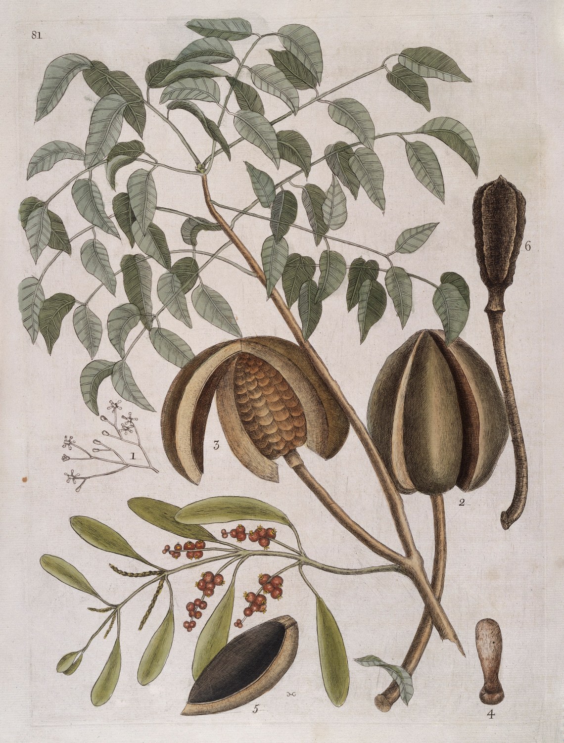Leaves,_flowers,_fruit_and_seed_pods_of_Mahogany_tree,_1731_Wellcome_L0035348.jpg